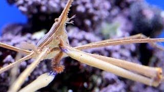 【charm】アロークラブ ウミケムシを捕食 Arrow Crab Stenorhynchus seticorins eating A Bristle Worm [upl. by Kirimia374]