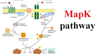 Ras raf mek erk signaling pathway map kinase pathway [upl. by Hulton]