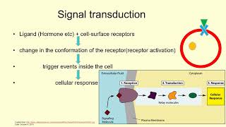 Cell Membrane amp Its Proteins Signal Transduction Receptor amp Messenger  Lecture 13c [upl. by Alliehs]