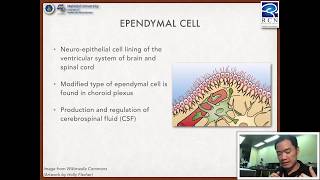 Foundation of Neuroscience  22 Neuroglial cells [upl. by Avan]