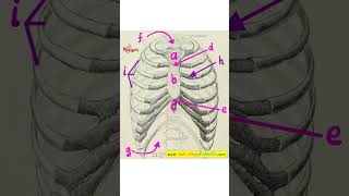 Anatomy Lesson  Thoracic Wall Rib Cage  Anterior View [upl. by Daub243]