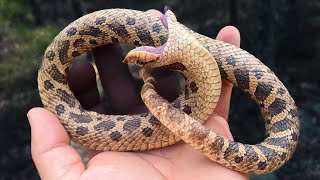 It took a WHOLE MONTH to find one￼ Southern Hognose Snake [upl. by Erbas]