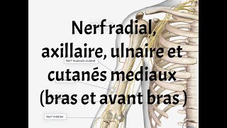 NERFS RADIAL  ULNAIRE  AXILLAIRE ET CUTANES MEDIAUX [upl. by Pearla]