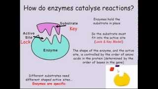 Enzymes GCSE Combined Science Biology [upl. by Cello]