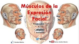 Anatomía  Músculos de la Expersión Facial Origen Inserción Acción Inervación [upl. by Johnstone]