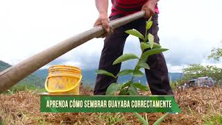 Agricultura al Día  ¿Cómo sembrar guayaba correctamente [upl. by Hilton935]