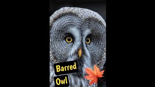 Barred Owls in Canada Echoes in the Canadian Wilderness [upl. by Croix160]