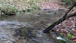 Salmon River Steelhead [upl. by Anrev155]