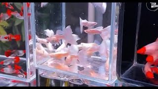 Aquarium video goldfish betta fish and koi fish in planted tank 939 [upl. by Netsrijk]