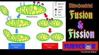 Mitochondrial fusion and fission [upl. by Anstus]