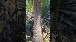 Pachypodium lamerei  Madagascar palm [upl. by Eerbua320]