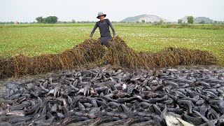 Amazing Catching a lot Catfish Under Grass by Hand  Technique Tools Fishing 2024 [upl. by Peers]