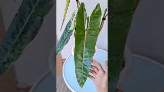 Philodendron billietiae varigata Philodendron billietiae variegated plantlover viralvideo garden [upl. by Hurwitz]