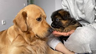 How My Golden Retriever and German Shepherd Became Best Friends From Day One [upl. by Granger141]