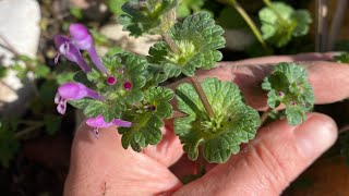 Henbit not just a backyard weed [upl. by Ztirf]