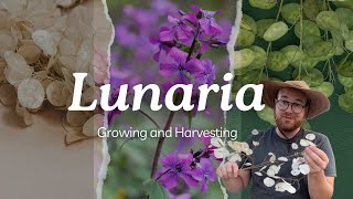 Growing and Harvesting Lunaria for Dried Flowers [upl. by Pierre]