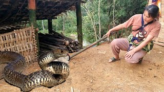 Harvest corn to sell and make a place to store firewood  Cook  duyen daily life [upl. by Navannod]