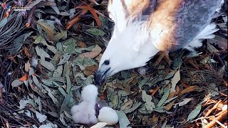 Whitebellied Eagle Nestlings and First Meals  Eagle bird [upl. by Loma]