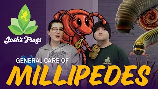 How To Keep Millipedes as Pets [upl. by Eitnom278]