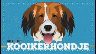 Kooikerhondje  CKC Breed Facts amp Profile [upl. by Halliday]