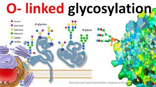 O Linked glycosylation [upl. by Azile]