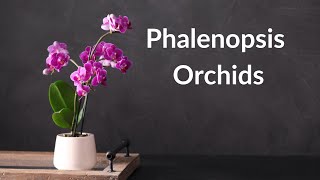 Phalenopsis Orchids [upl. by Thorr131]