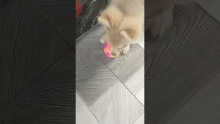 Nalilito pa c pom pom sa train nya puppyvideos pumeranianpuppy puppytraining [upl. by Houlberg]