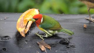 Redheaded Barbet Eubucco bourcierii [upl. by Ingles]