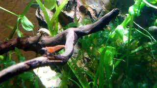 Lets See How Neocaridina Shrimp Like Repashy [upl. by Enalda]