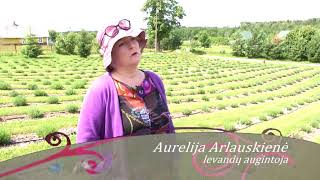 Skinsiu raudoną rožę Levandos ir jų auginimas 2017 07 29 [upl. by Eira]