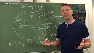 Kreidezeit 128 Chloroplasten [upl. by Ogram56]