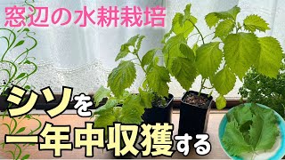 無限に収穫！LEDがなくてもお部屋で１年中育つ【シソ（大葉）水耕栽培】種まき～収穫・ループ栽培の方法✨ [upl. by Hamrnand]