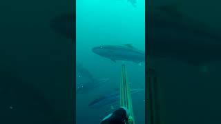 MEGA Kingfish Yellowtail fishing spearfishing [upl. by Aun219]