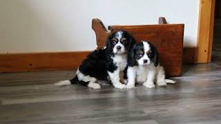 Cavalier King Charles Spaniel Puppies For Sale [upl. by Meras668]