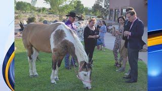 Horseshoes and Heels Gala raising awareness for unwantedabandoned horses [upl. by Etsirk]