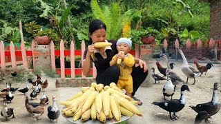 Harvesting boiled sticky corn to sell at the market  Taking care of livestock on the farm [upl. by Aerdnod]