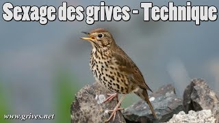 Sexage des grives  Technique pour grive ramageuse [upl. by Siron642]