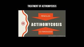 Treatment of actinomycosis actinomyces actinomycosis infection [upl. by Corine]