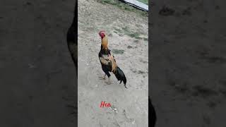 siraji kabutar birds murga pigeon shortvideo sujeetshikarioffical [upl. by Levitt]