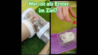 „Hamster vs Hamster Das verrückteste Rennen im MiniStadionquot hamsters race cute [upl. by Ahsaenat]