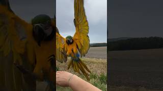 birds macaw bird animals animal nature loveanimals zooanimals zoo parrot pets funny [upl. by Ramraj]