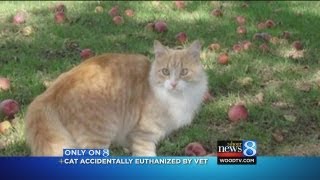 Vet euthanizes family cat by mistake [upl. by Tanner575]