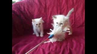 Birman kittens 9 weeks old [upl. by Karlyn]