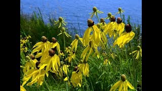 Amazing and Most Beautiful Ratibida Pinnata Flowers  Yellow Cone Flowers [upl. by Forrest357]