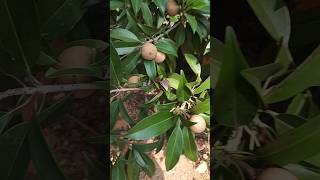 సపోట sapota fruit short riya goud YouTube short [upl. by Suelo178]