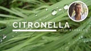 Citronella  The Oil of Appetite for Life [upl. by Amling]