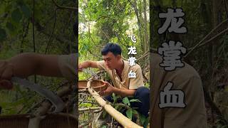 Flying Dragon Palm Blood shorts shortvideo rurallife [upl. by Yaakov301]