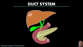 HEPATO PANCREATIC DUCT SYSTEM  DIGESTIVE SYSTEM [upl. by Brotherson]