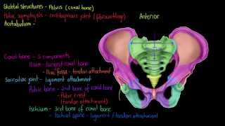 Skeletal Structures The Pelvis [upl. by Ecreip670]