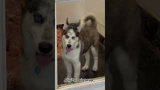 husky howling husky dog husky screaming husky puppies husky barking husky singing husky [upl. by Elocim]